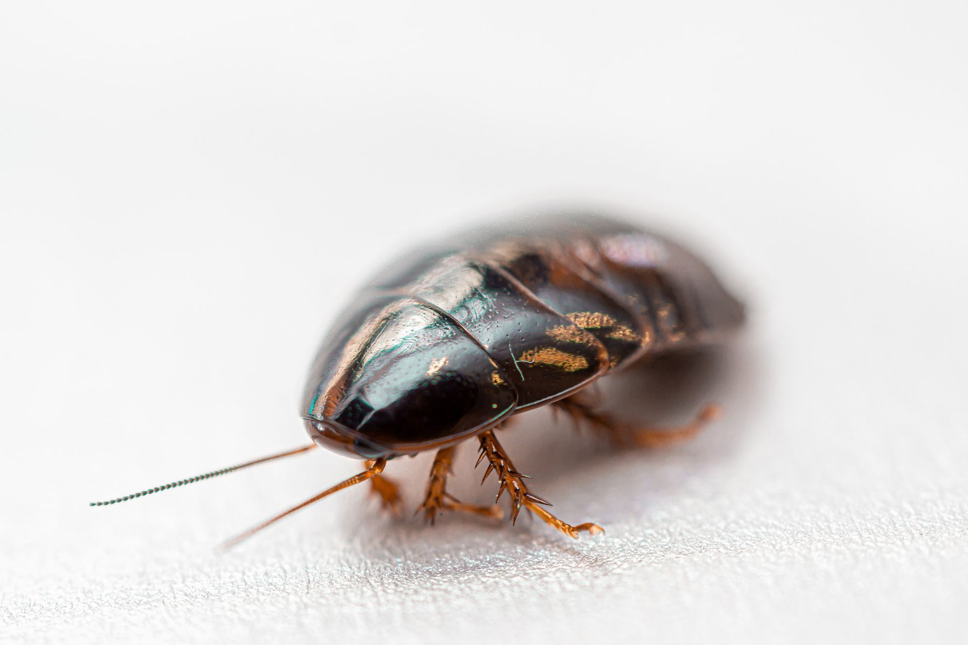 A cockroach is crawling on a white surface.