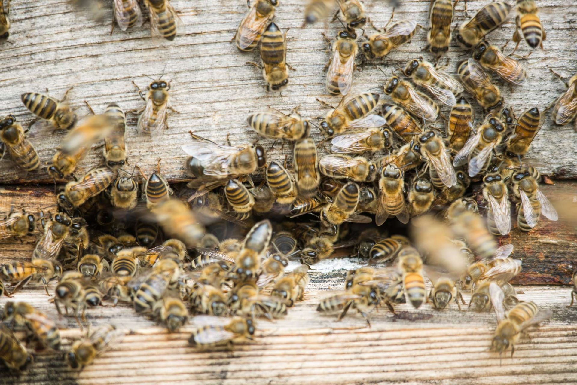 A bunch of bees are sitting on top of a wooden surface.