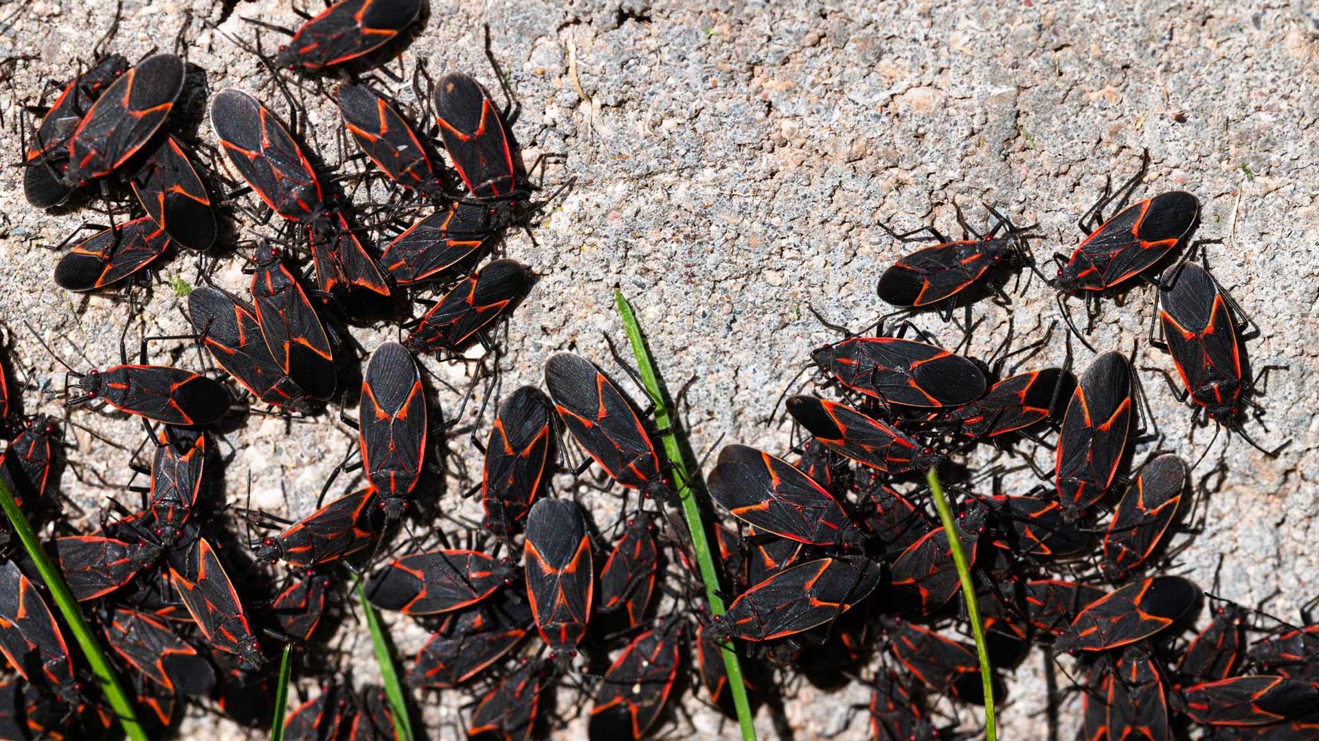 A bunch of black and orange bugs are sitting on the ground.