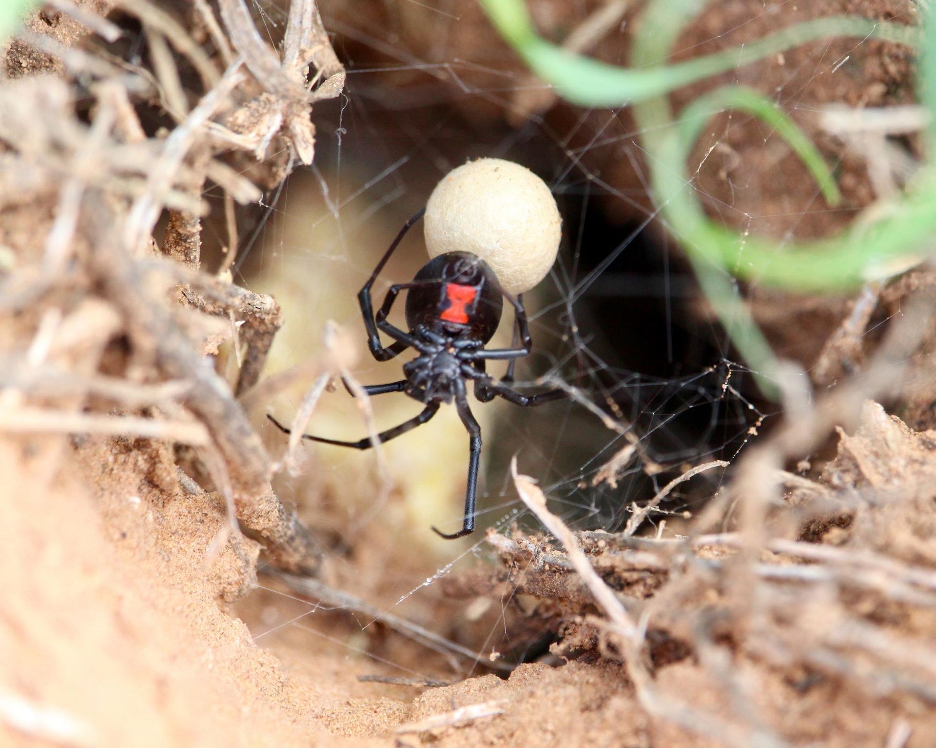 A black widow spider is holding an egg in its web.