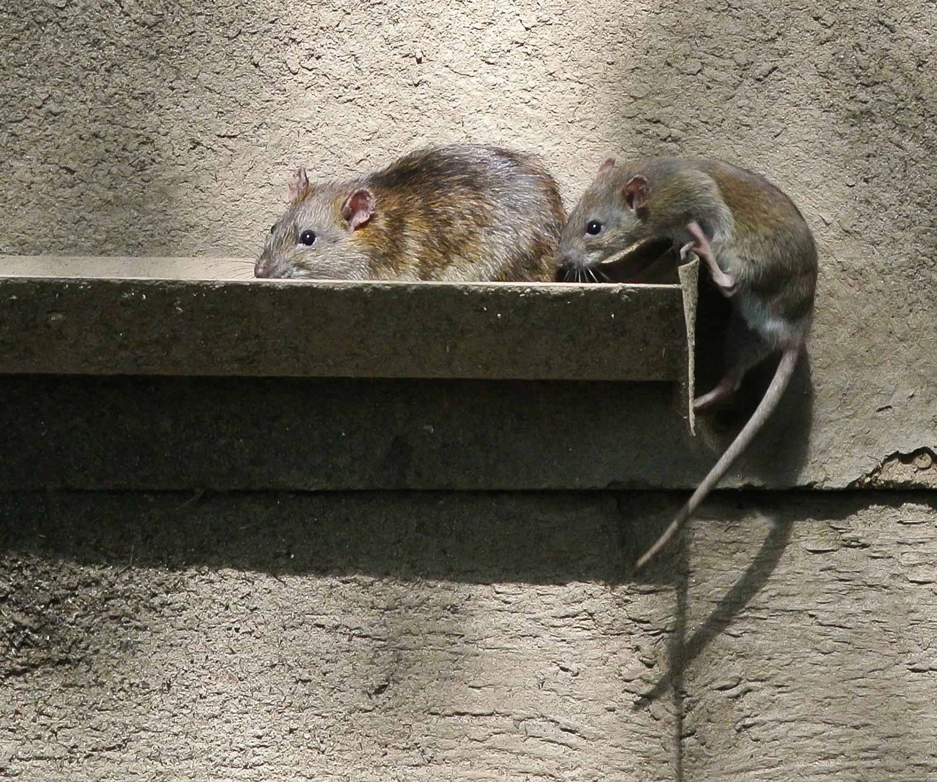 Two mice are sitting on a ledge on a wall