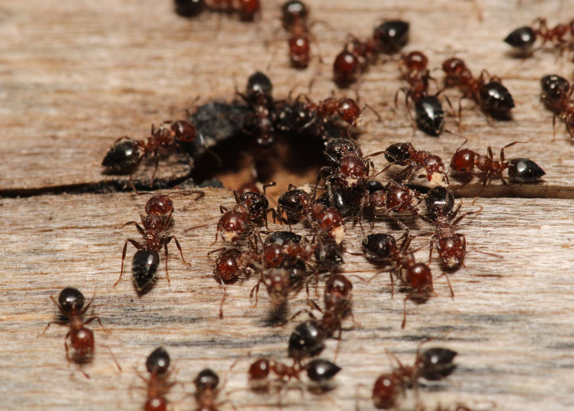 A large group of ants are gathered on a wooden surface.