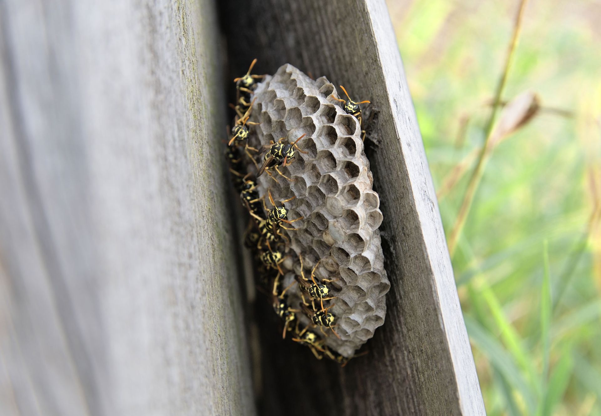 A close up of a wasp nest on a fence.