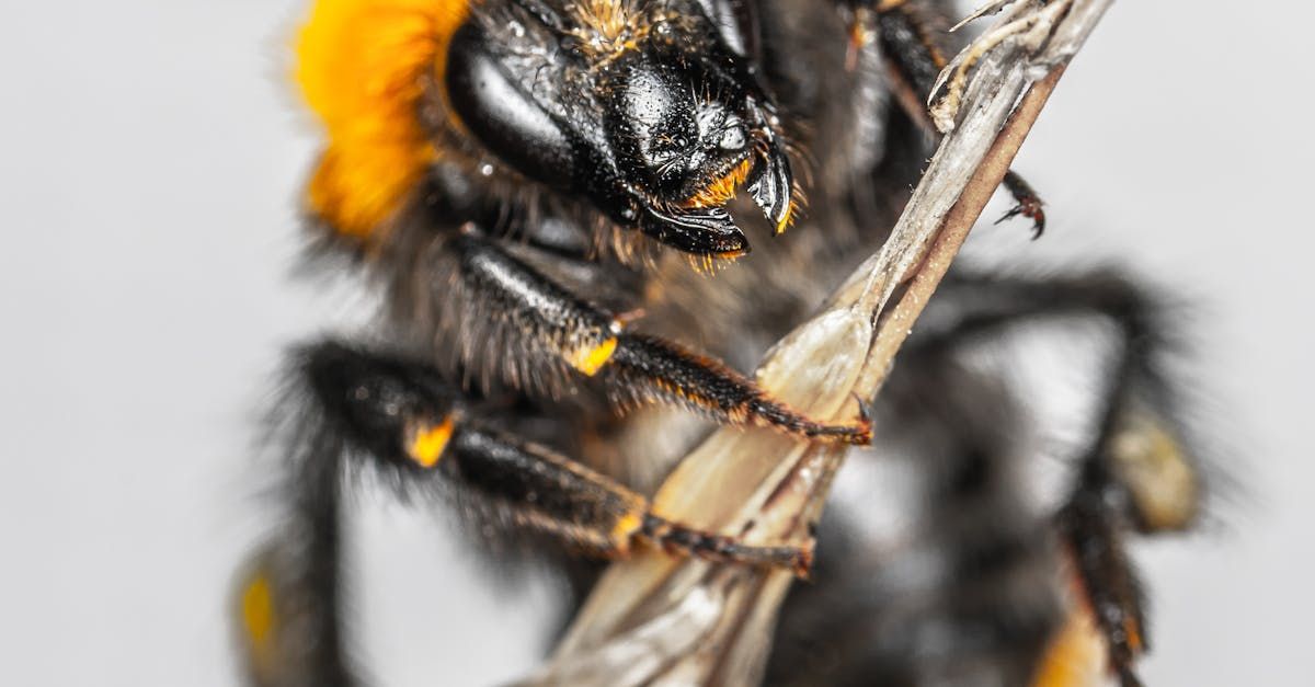A bunch of wasps are sitting on a piece of wood