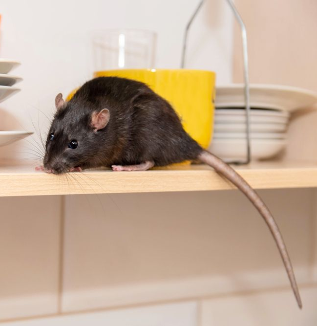 A man in a protective suit is spraying a room with a sprayer.