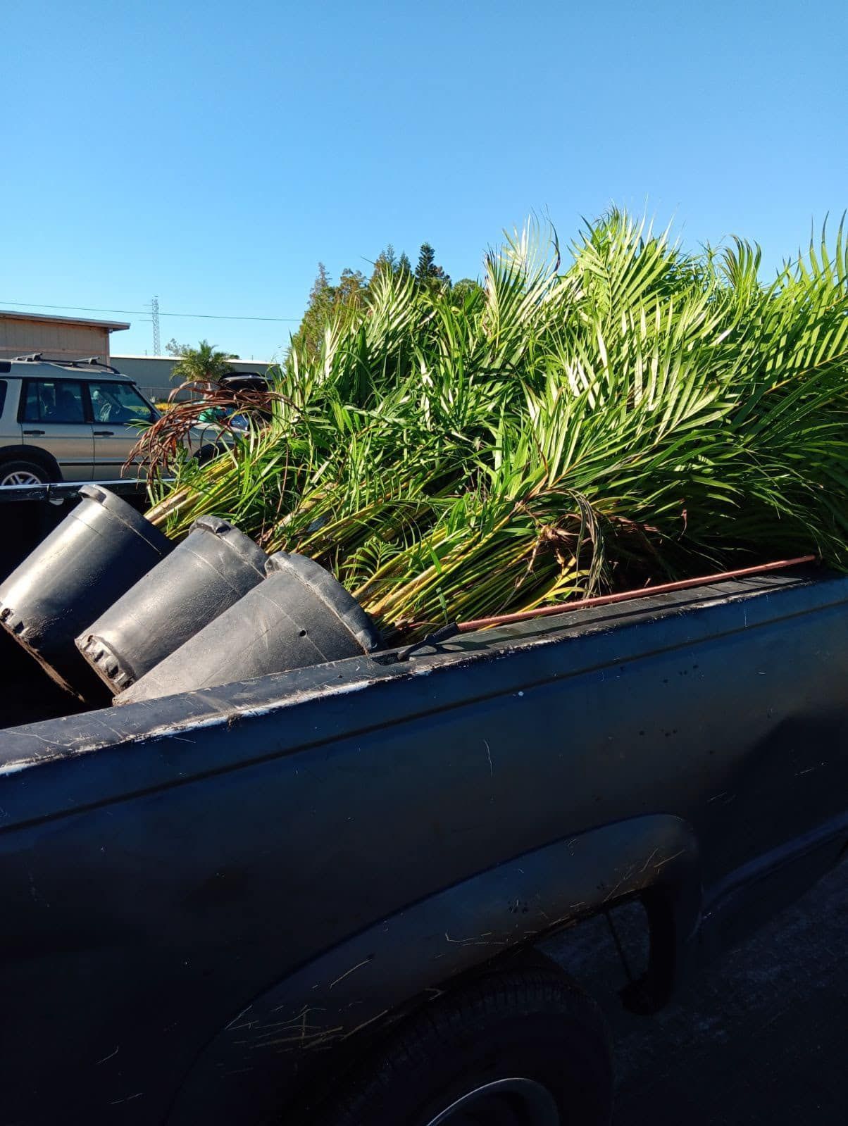 Potted palm trees are loaded into the dark-colored bed of a pickup truck under a clear blue sky.