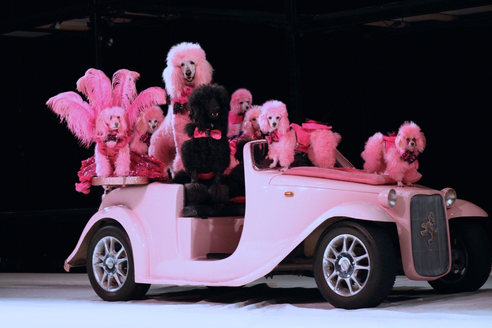 A group of pink poodles are sitting in a pink car