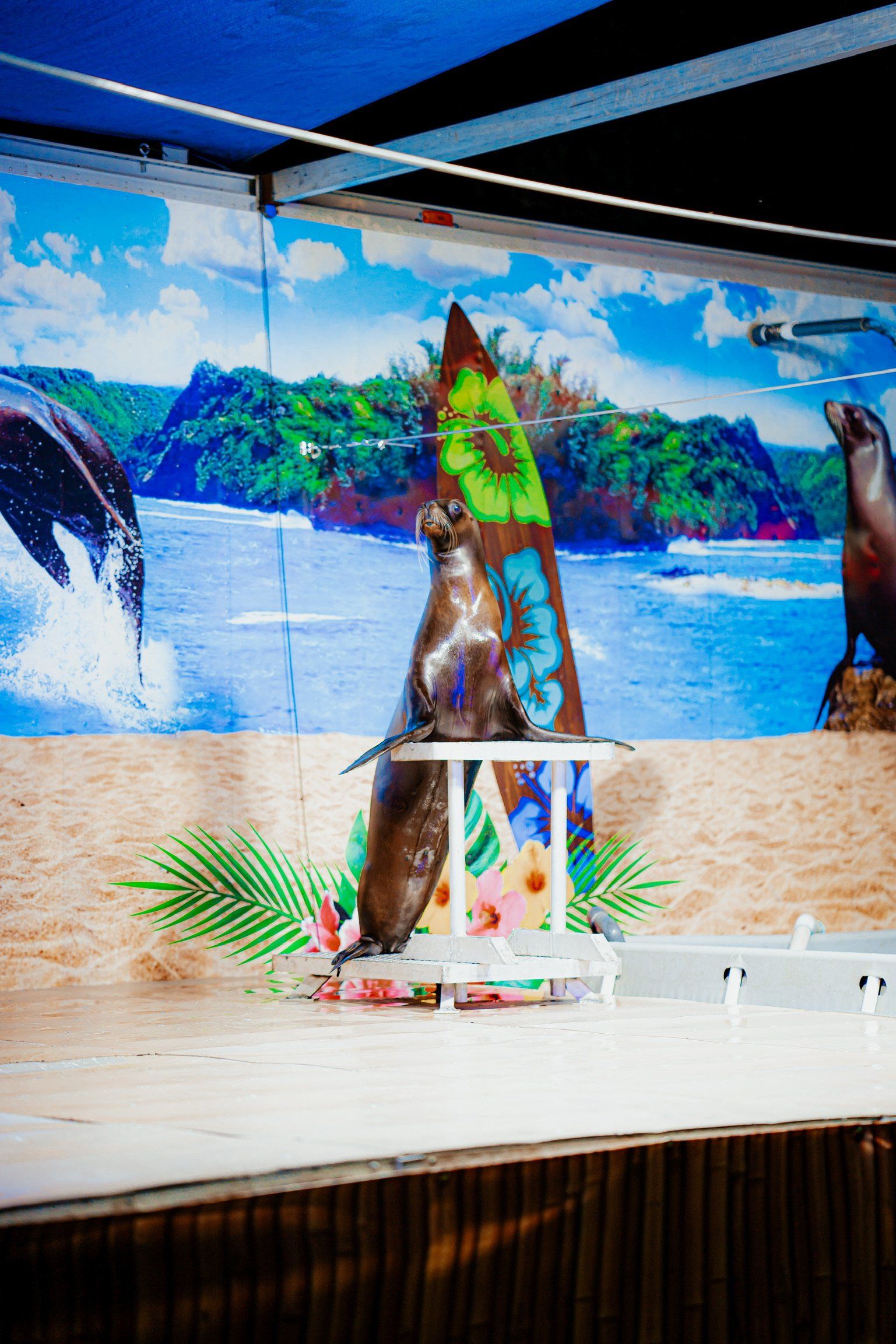 A seal is standing on its hind legs on a stage.