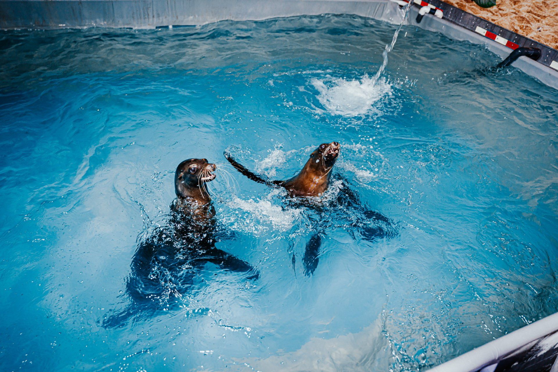 Two seals are playing in a pool of water.