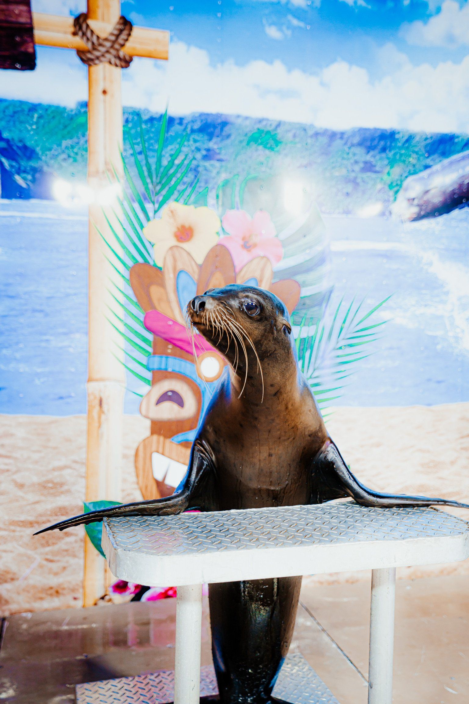 A seal is sitting on top of a small table.