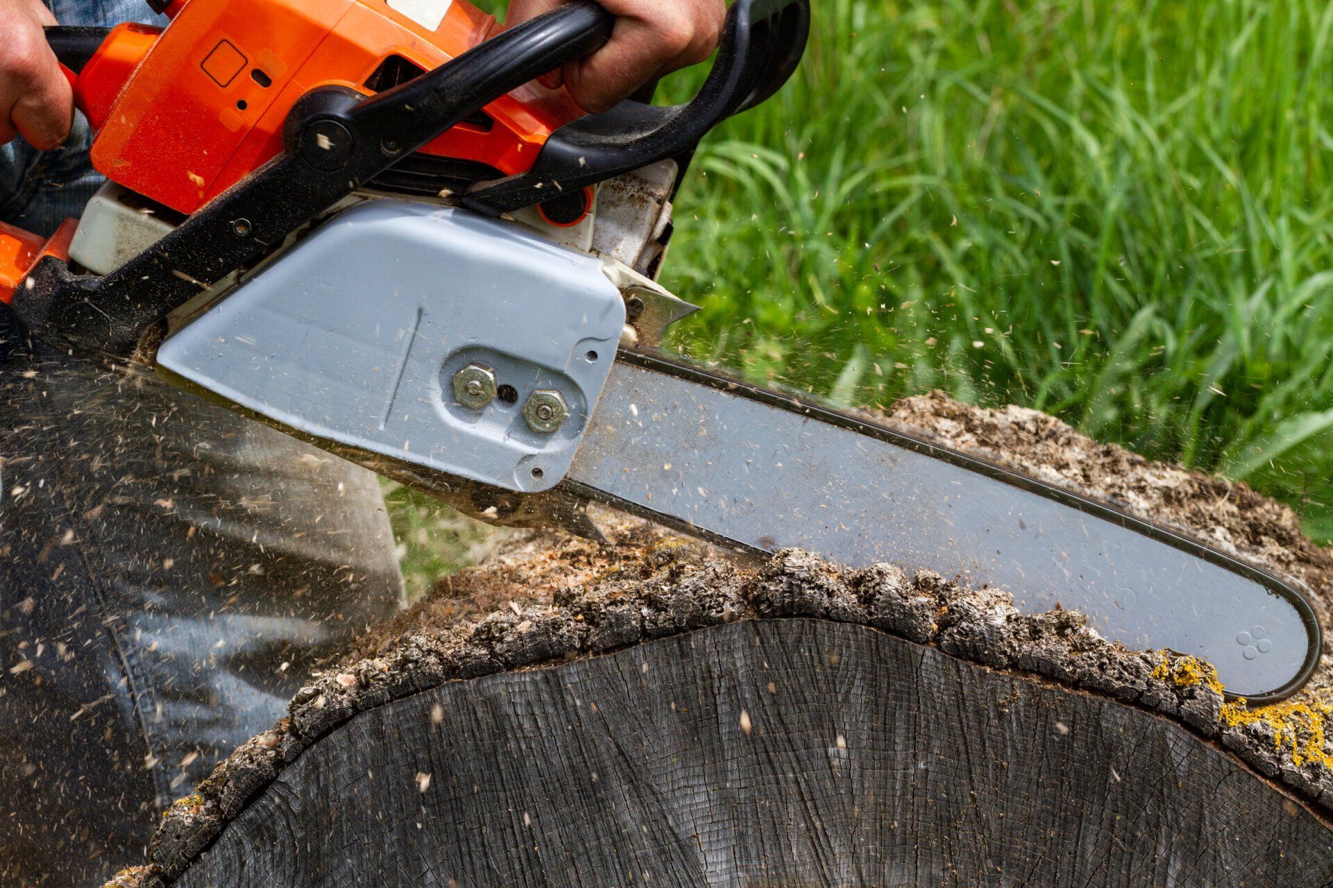 A person is using a chainsaw to cut a tree stump.