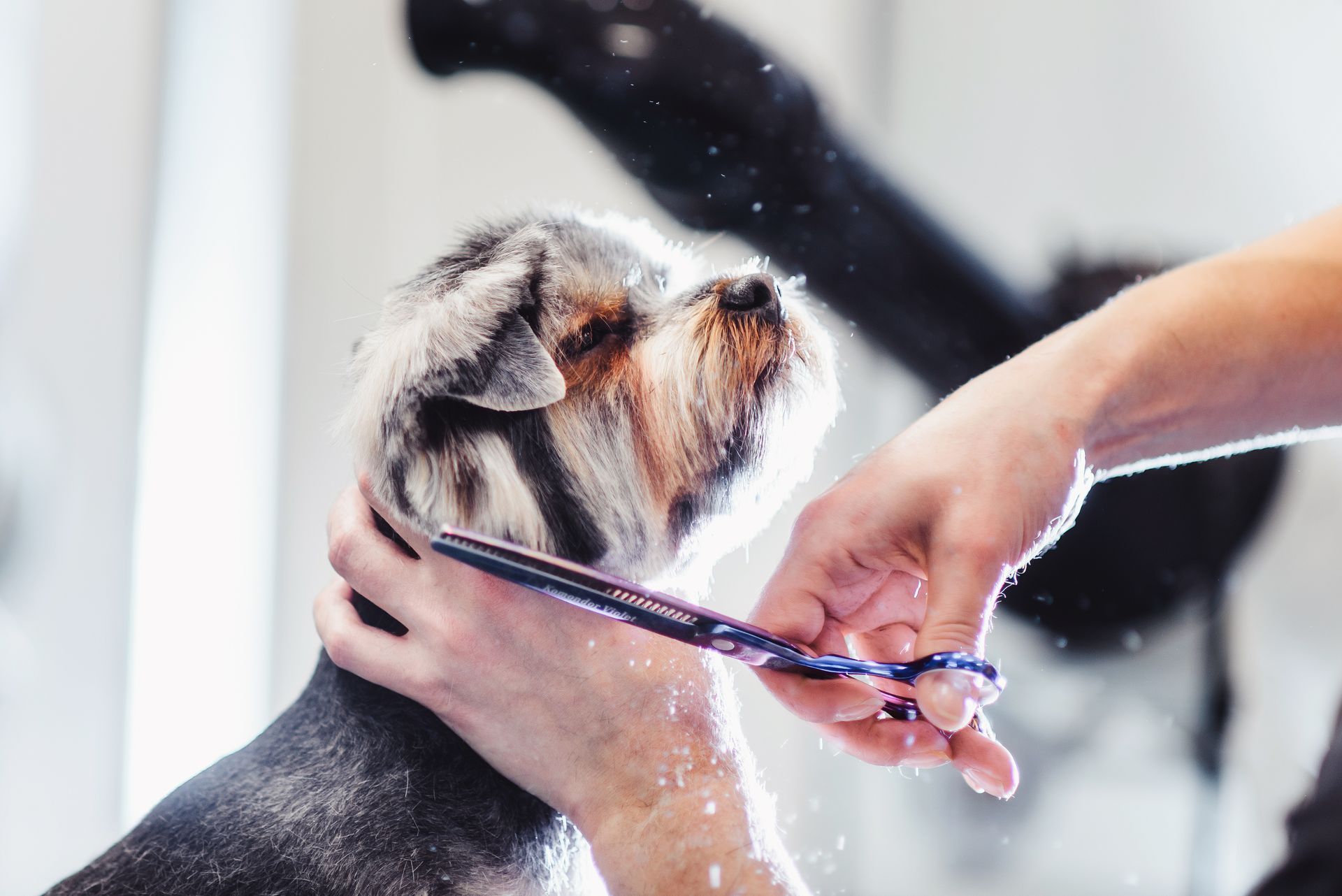 A person is cutting a dog 's hair with scissors.