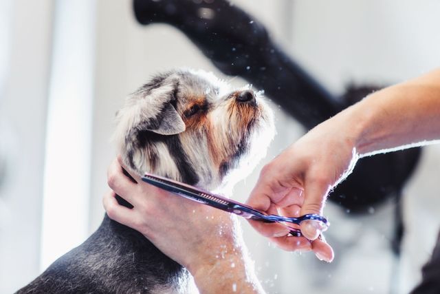 A person is cutting a dog 's hair with scissors.