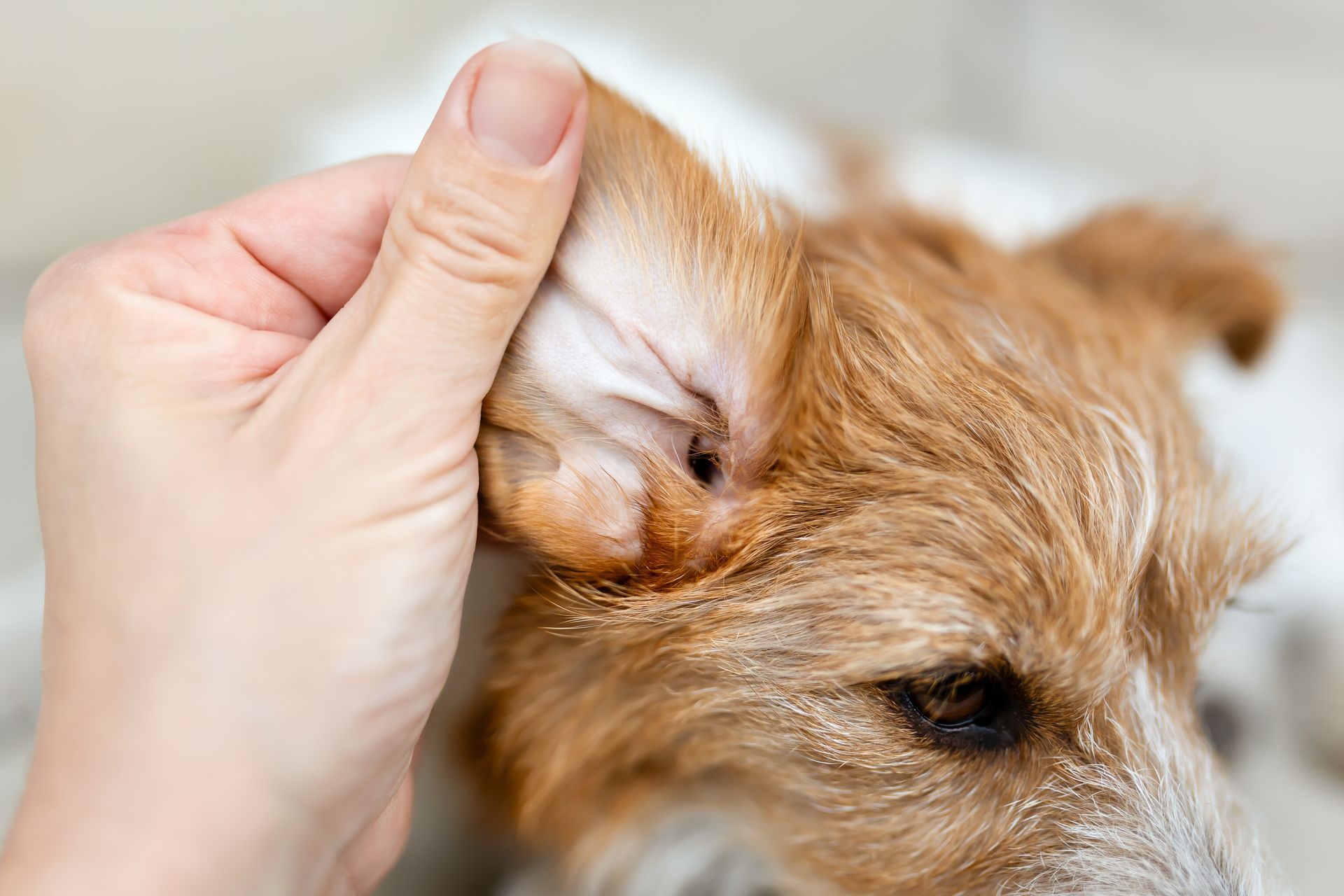 A person is cleaning a dog 's ear with their finger.