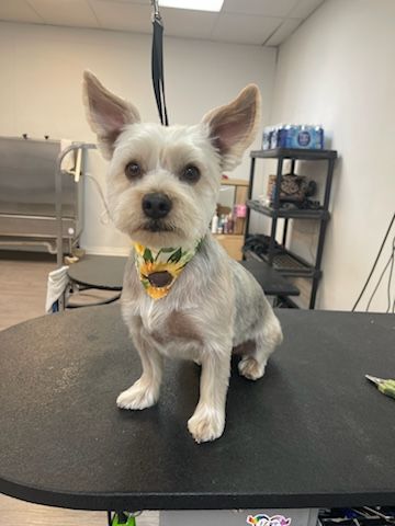 A small white dog is sitting on a table in a grooming salon.
