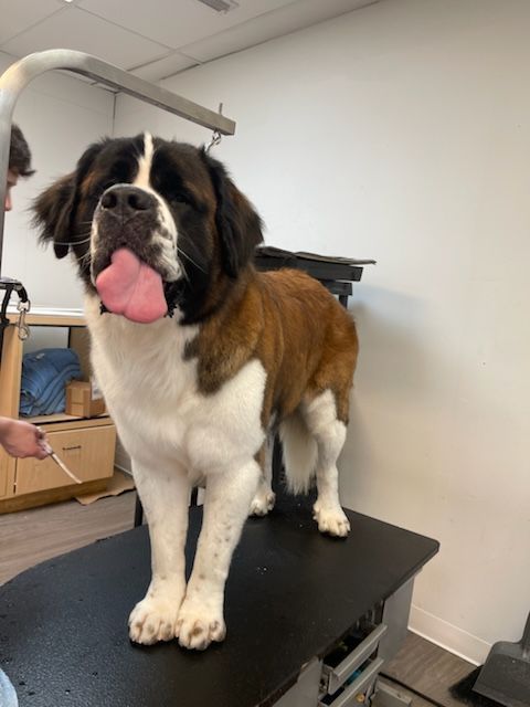 A brown and white dog standing on a table with its tongue out