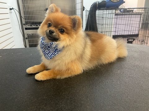 A pomeranian dog wearing a bandana is laying on a table.