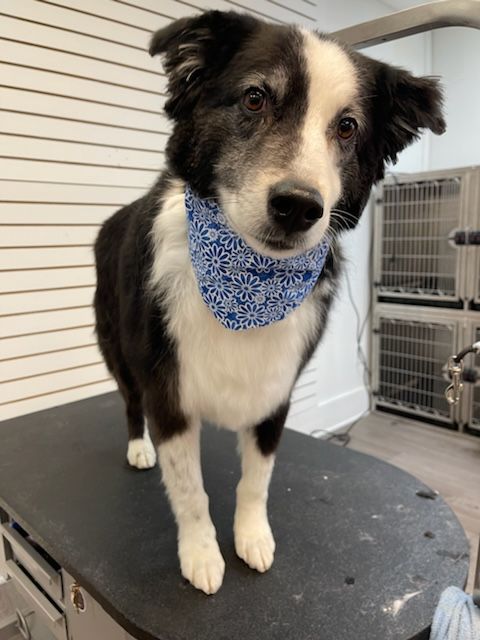 A black and white dog wearing a blue bandana is standing on a table.