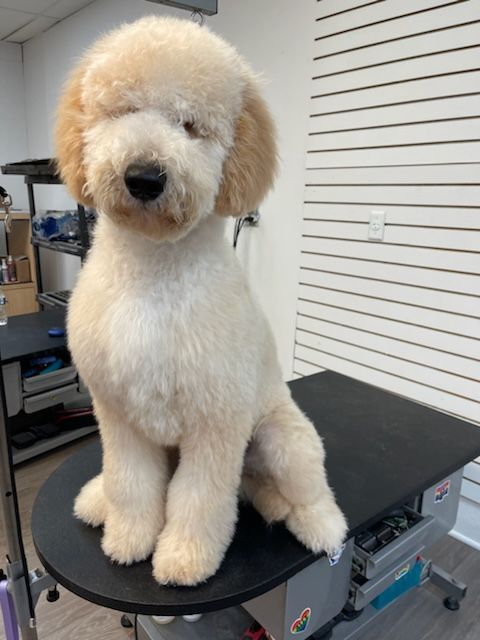 A small dog is sitting on a table with its eyes closed