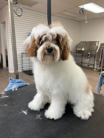 A small white and brown dog is sitting on a table in a grooming salon.