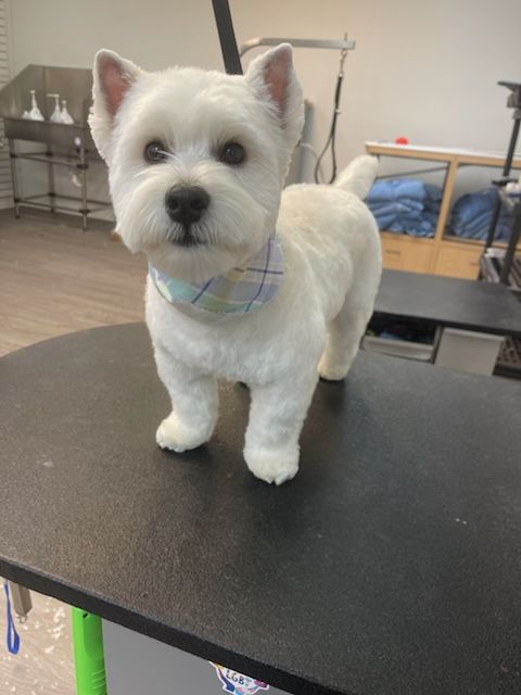 A small white dog is standing on a black table.