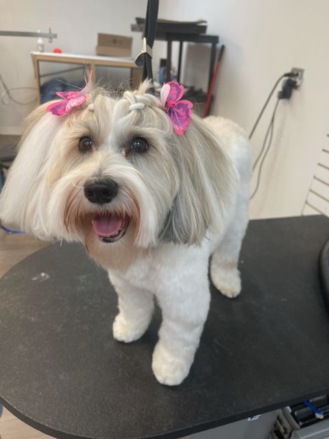 A small white dog with a pink bow in its hair