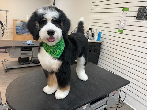 A black and white dog wearing a green bandana is standing on a grooming table.