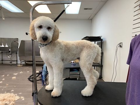 A white dog is standing on a table in a grooming salon.