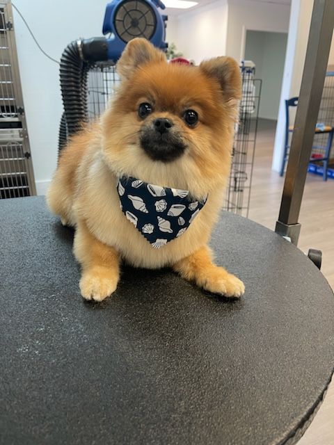 A small dog wearing a bandana is sitting on a table.