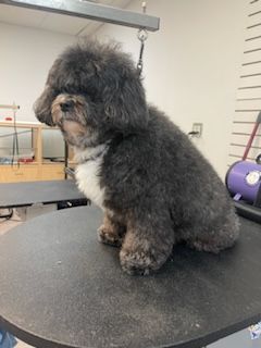 A small black and white dog is sitting on a table.