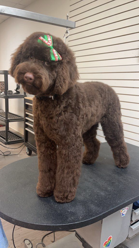 A brown dog with a bow on its head is standing on a table.