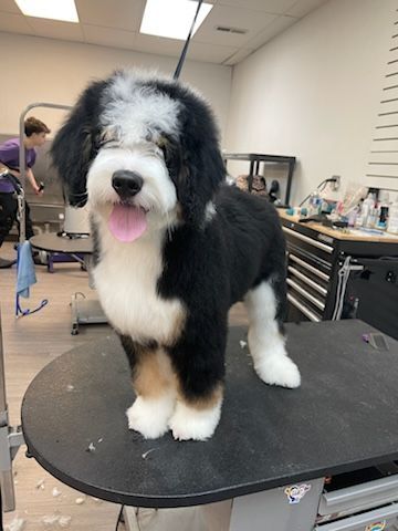 A black and white dog is standing on a table in a grooming salon.