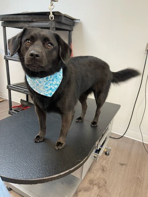 A black dog wearing a blue bandana is standing on a table