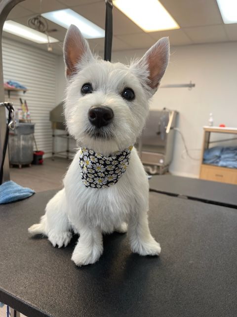 A small white dog wearing a bandana is sitting on a table.