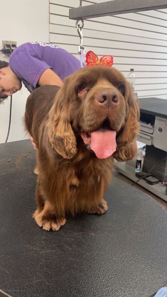 A brown dog is sitting on a table with its tongue hanging out.