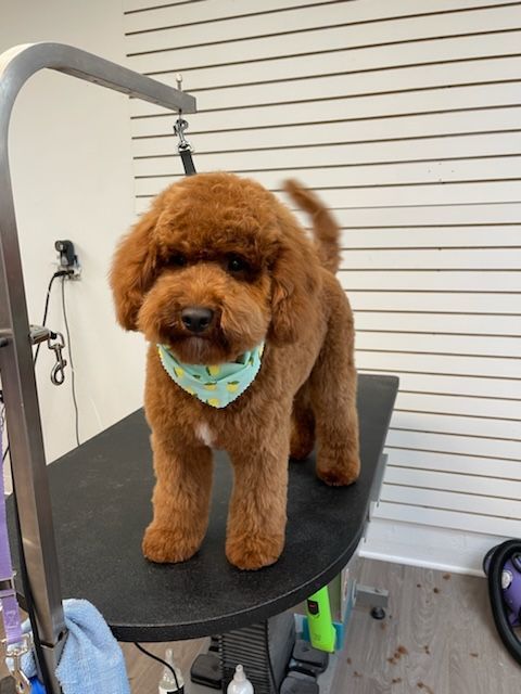 A small brown dog is standing on a grooming table.