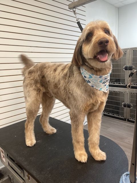 A dog with a bandana on its neck is standing on a table.