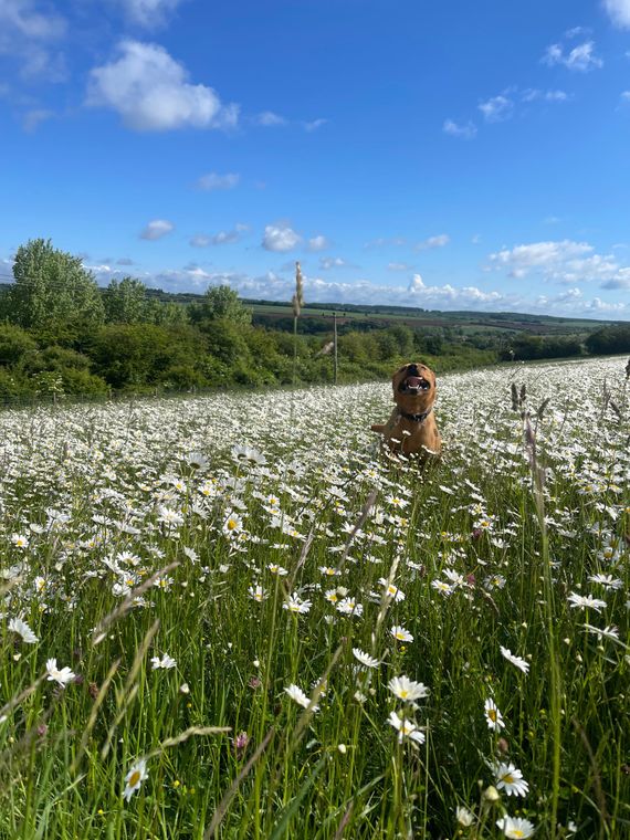 Cotswolds