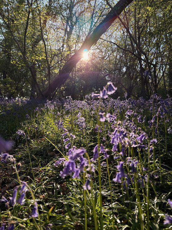 Cotswolds