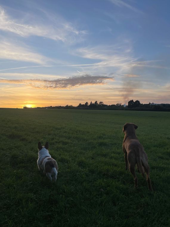 Cotswolds
