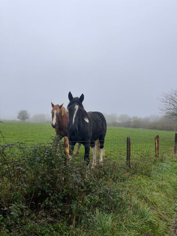 Cotswolds