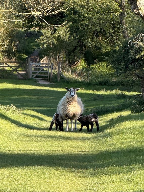 Cotswolds