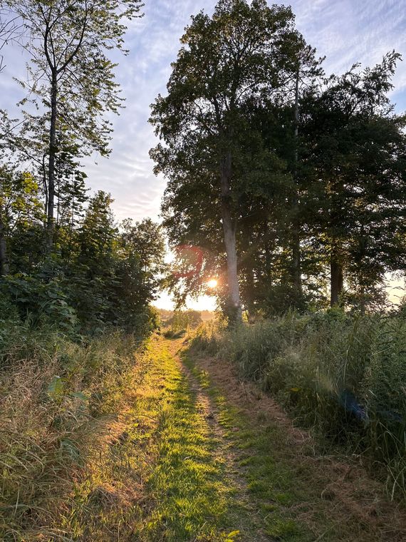 Cotswolds