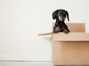 Dog In Box