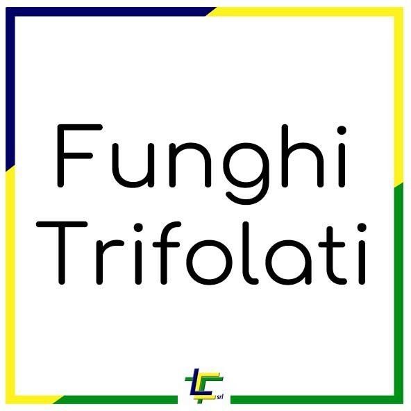 FUNGHI TRIFOLATI