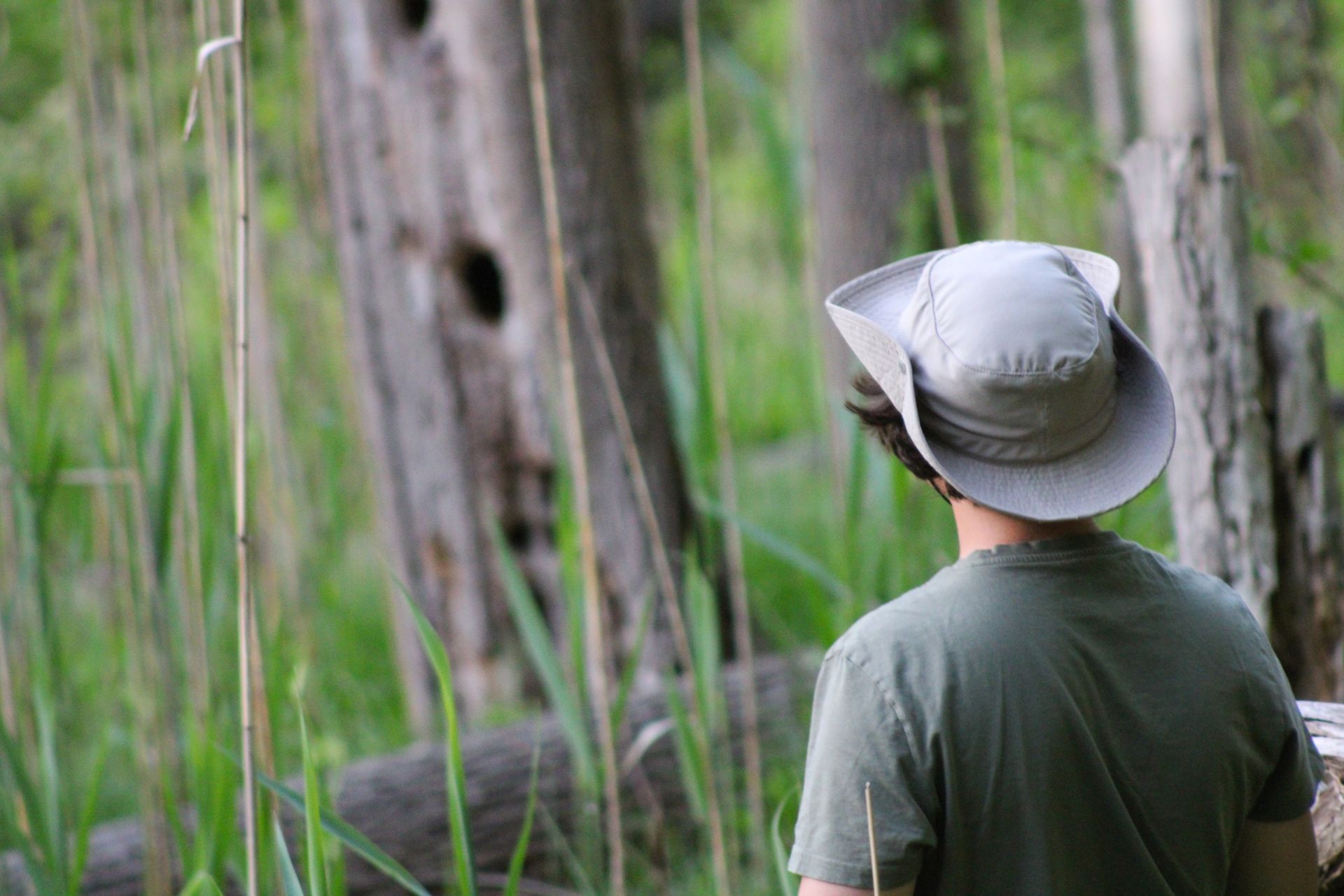 Person wearing a light hat and green shirt looking into a wooded area, reeds in the foreground.