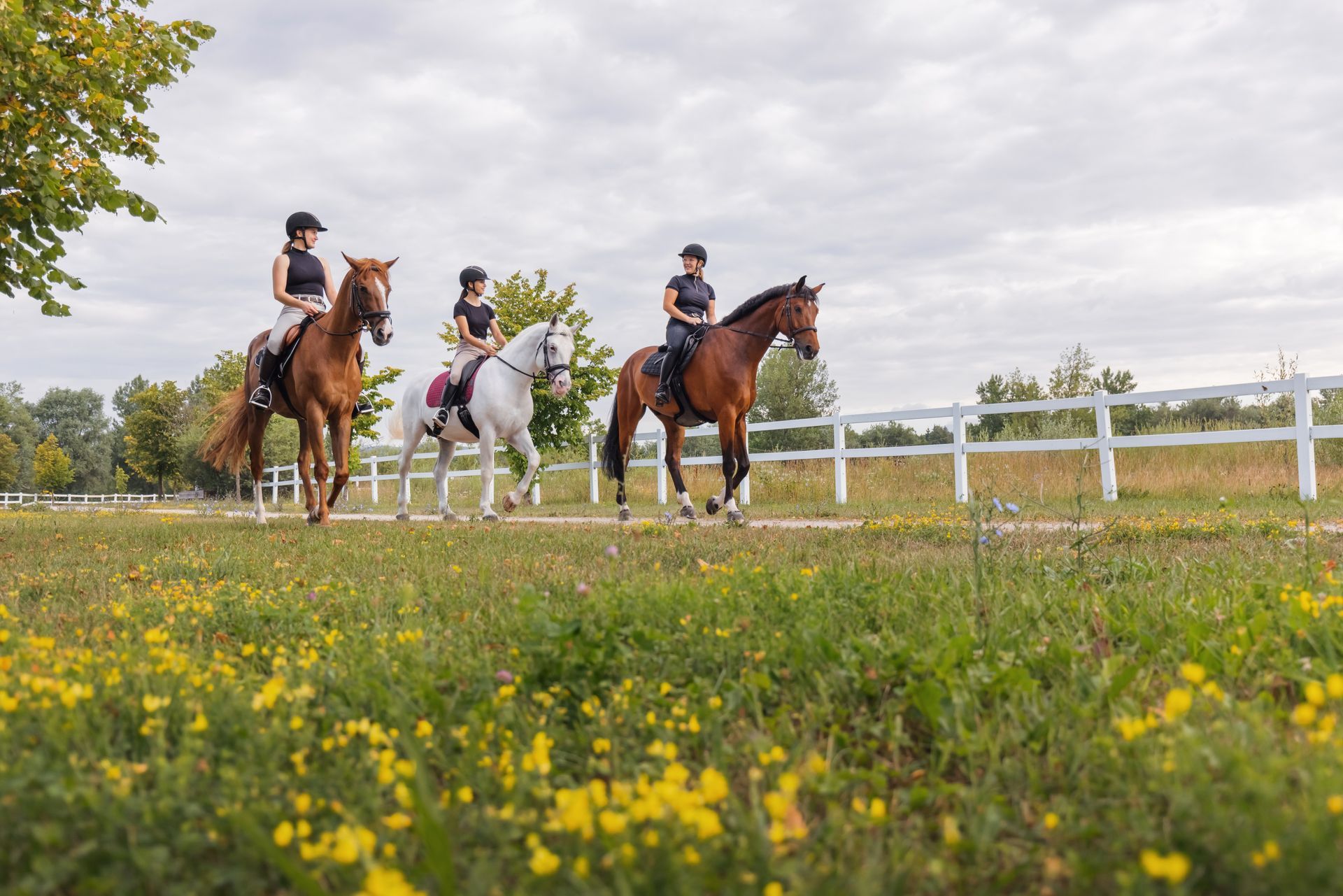 Three horseback riders on a path near a white fence, riding through a field of yellow flowers.