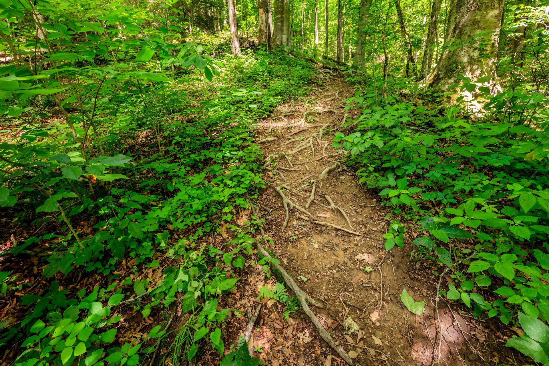 Dirt trail winding through lush green forest.