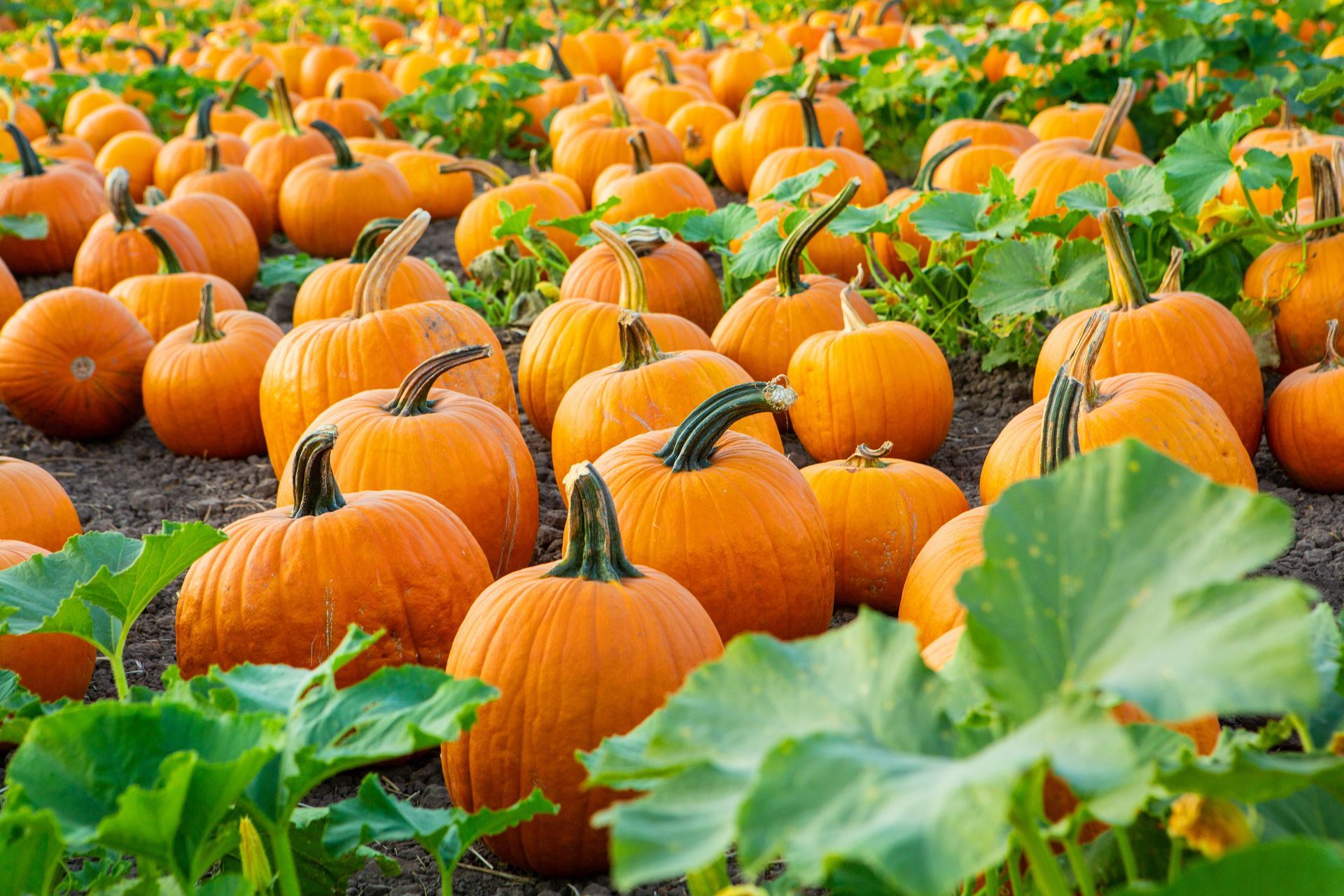 Orange pumpkins in a field with green vines and leaves; autumn harvest.