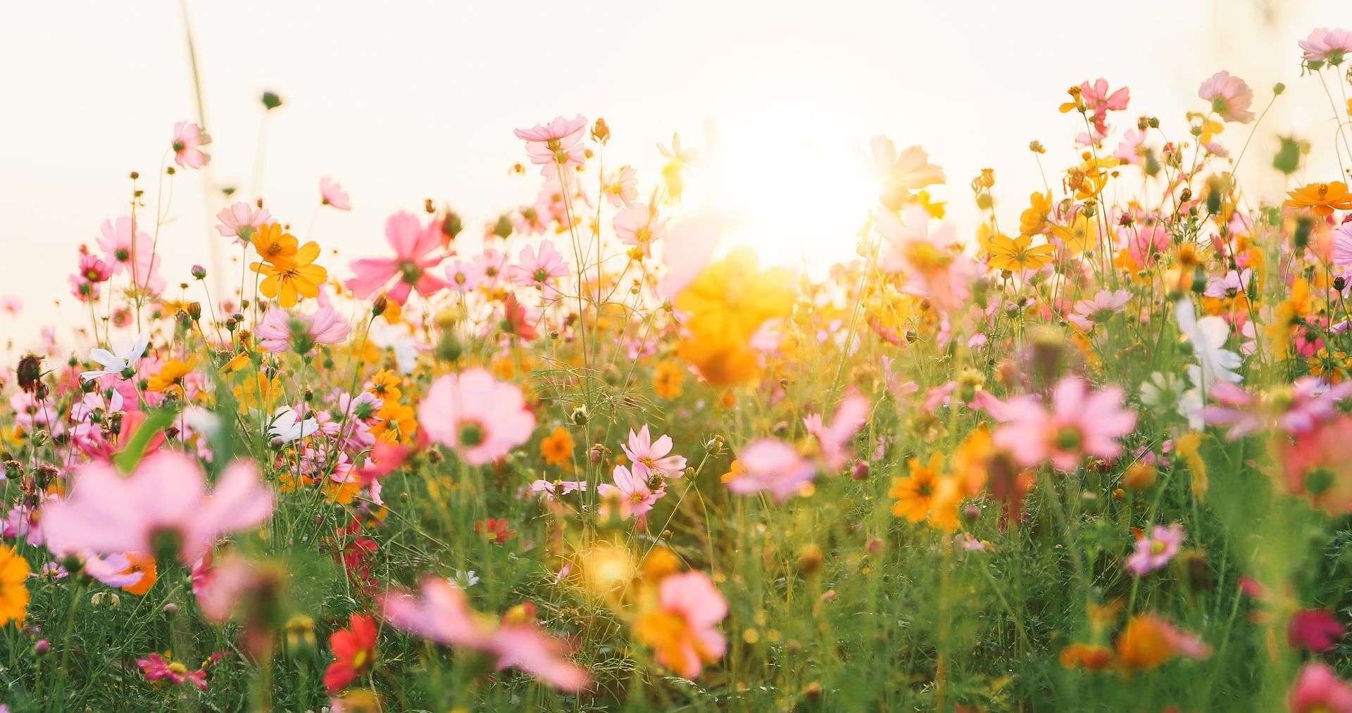 Field of colorful cosmos flowers bathed in golden sunlight.